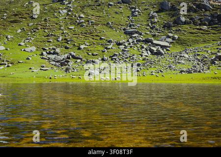 Un gregge di pecore che pascola sulla riva erbosa verde e rigogliosa del lago Kareri nelle montagne dell'Himachal Pradesh, India. Foto Stock