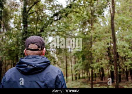 Uomo di spalle che esplora una foresta verde con alberi e una vegetazione lussureggiante Foto Stock