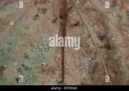 Macro di goccioline d'acqua su una foglia autunnale in decomposizione con venature e macchie visibili Foto Stock
