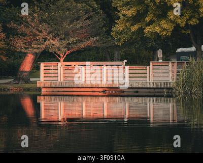 Struttura in legno di molo da pesca che proietta un caldo riflesso arancione del tramonto su una superficie d'acqua calma di uno stagno circondata da alberi Foto Stock