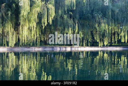 Una fila di salici piangenti lungo il canale durante l'ora dorata, foglie verdi che ondeggiano nella brezza serale. Foto Stock