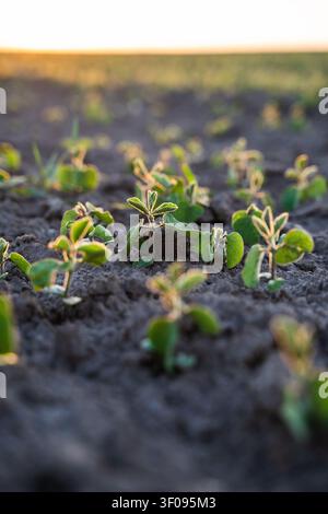 Giovani piante di soia che germogliano in file su un vasto campo agricolo all'alba, simboleggiando nuovi inizi e crescita Foto Stock