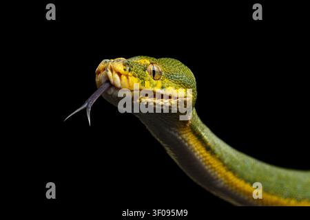 Prima vista di un serpente pitone verde in attacco. Morelia viridis. Isolato su sfondo nero Foto Stock