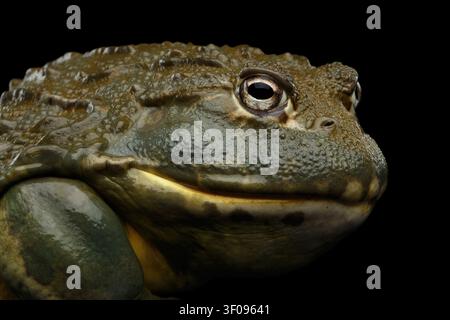 Prima vista della rana toro africana Pyxicephalus adspersus, isolata su sfondo nero con riflessione, vista laterale Foto Stock