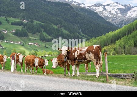 mucche tranquille che pascolano in un paesaggio montano con colline verdi e cime innevate, scena rurale serena con pali di recinzione in legno e strada asfaltata Foto Stock