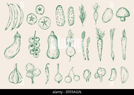 Disegna insieme di vettori di verdure verdi. Disegno a mano di verdure fresche biologiche per il confezionamento, il mercato agricolo, il menu, il libro di cucina, i poster Illustrazione Vettoriale
