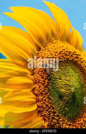 Una fotografia macro dettagliata di un'ape mellifera che impollina un girasole giallo brillante su uno sfondo di cielo blu terso Foto Stock