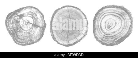 Struttura in legno naturale con motivo ad anello ad albero. Sezione trasversale che mostra le linee di crescita organica, illustrazione vettoriale della struttura a grana circolare irrigidita. Illustrazione Vettoriale