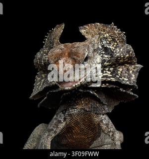 Primo piano di un attacco di lucertola dal collo ad anello, nota anche come lucertola a collare, Chlamydosaurus kingii, su sfondo nero isolato, vista di profilo Foto Stock