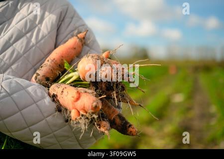 Le mani di un contadino tengono carote appena scavate con terra in un primo piano in un campo verde. Il raccolto autentico e robusto rivela prodotti biologici naturali e terrosi estratti dalla campagna illuminata dal sole. Foto Stock