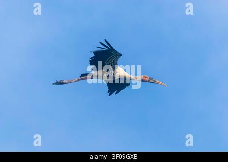 Una cicogna dipinta (Mycteria leucocephala) vola sopra la riserva naturale di Bang Pu, in Thailandia, contro il cielo aperto. Foto Stock