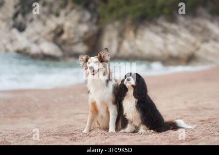 Due cani, un Border Collie e un Cavalier Spaniel, stanno fianco a fianco su una spiaggia sabbiosa. Lo sfondo mostra scogliere rocciose e onde poco profonde. Foto Stock