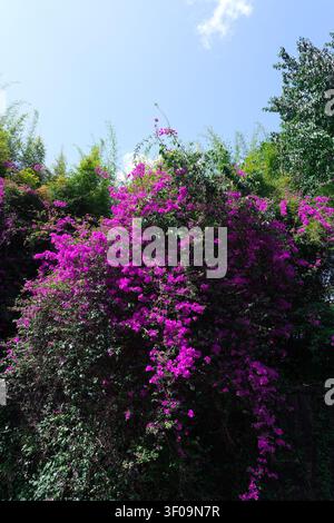 Fiori di bougainvillea viola brillante che coprono un muro di giardino lussureggiante sotto un cielo blu, creando uno sfondo naturale tropicale colorato con alberi verdi e fre Foto Stock