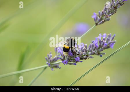 Un bombo che raccoglie nettare e polline da un fiore di lavanda nel giardino Foto Stock