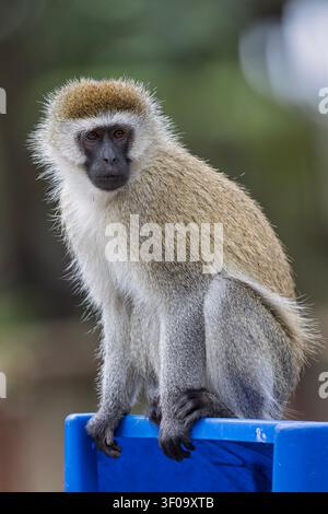 Una scimmia verde (Chlorocebus pygerythrus) che mangia su un bidone della spazzatura. Foto Stock