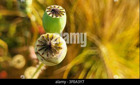Primo piano di capsule di papavero alla luce dorata dell'autunno con sfondo giallo marrone morbido Foto Stock
