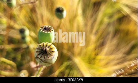 Primo piano di capsule di papavero alla luce dorata dell'autunno con sfondo giallo marrone morbido Foto Stock