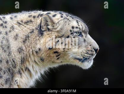 Vista laterale ravvicinata di un leopardo delle nevi (Unica unica), isolato su sfondo nero Foto Stock