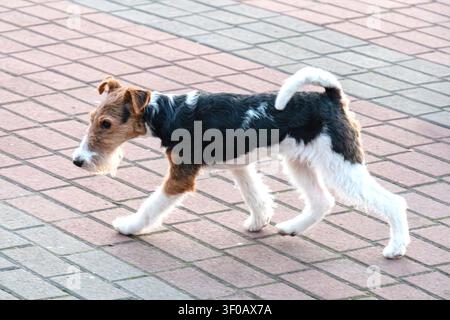 Un Wire Fox Terrier ben curato, un cane di taglia media con un manto prevalentemente nero, che cammina con determinazione su un marciapiede di mattoni Occhi aperti catturano la luce dy Foto Stock