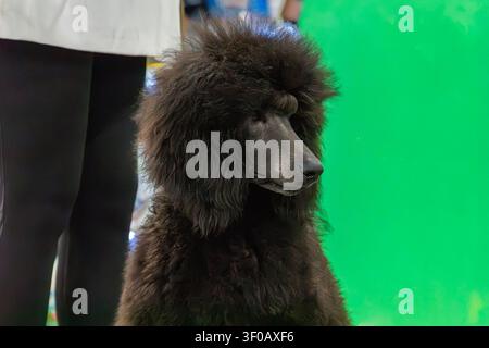 Una mostra canina ad alta intelligenza con un Barboncino e un Pomerania. Il Barboncino, un atleta d'élite dal pelo riccio, è leggermente posato, i suoi occhi attenti e attento Foto Stock
