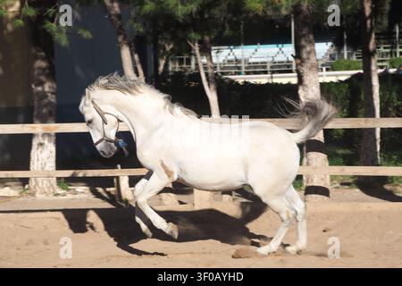 Uno scatto chiaro e bilanciato a tutto corpo di uno stallone grigio catturato in orizzontale mentre galoppa da sinistra verso destra lungo le recinzioni perimetrali bianche e in legno Foto Stock