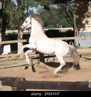 Scatto d'azione che cattura un cavallo grigio purosangue che solleva leggermente le zampe anteriori in un trotto dinamico o in una posizione di gioco. Lo sfondo mostra recinzioni di legno, g Foto Stock