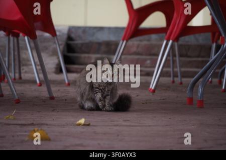 Un'ampia ripresa all'aperto che mostra un piccolo gatto domestico che esplora una terrazza o un ambiente da caffè all'aperto, circondato dalle gambe distintive di plastica rosso acceso Foto Stock