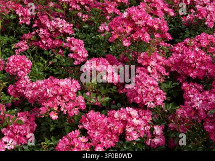 Parete di rose rosa, può essere utilizzata come sfondo Foto Stock