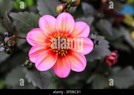 Prima piano di una testa di fiore arancione di una Dalia 'Totally Tangerine', Inghilterra, Regno Unito Foto Stock