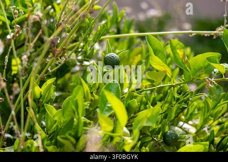 Prima vista di kumquat immaturi su un ramo di albero di agrumi, che mostrano la loro pelle ruvida e il fogliame verde brillante bagnato dalla luce del sole Foto Stock