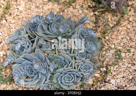 Una densa rosetta di succulente Echeveria con foglie blu-verdi pallide prospera in un ambiente arido e roccioso Foto Stock