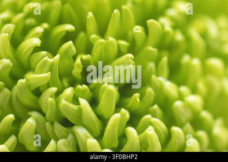 Prima pianura dettagliata di una struttura vegetale verde, che enfatizza texture e forme uniche, catturando l'essenza della bellezza botanica in una vista macro Foto Stock