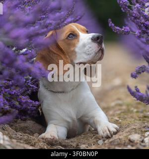 Cane beagle tra fiori di lavanda Foto Stock