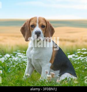 Cane beagle tra fiori ed erba Foto Stock