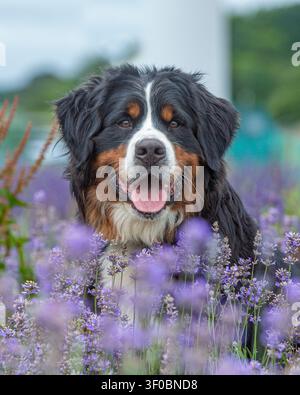 Cane da montagna del Bernese tra fiori rosa e viola Foto Stock