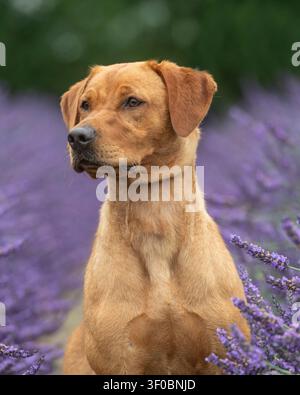 Cane Labrador retriever rosso fox giallo seduto tra i fiori di lavanda Foto Stock