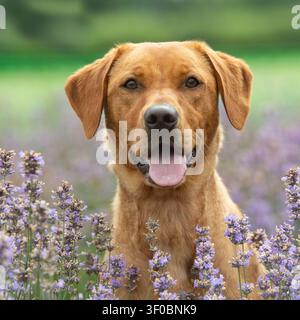 Cane Labrador retriever rosso fox giallo seduto tra i fiori di lavanda Foto Stock