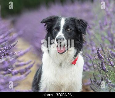 Cane border collie seduto tra i fiori di lavanda Foto Stock