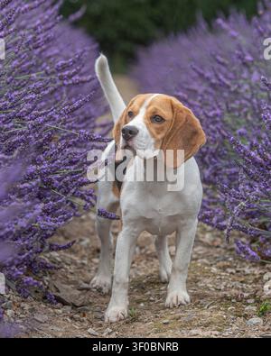 Beagle in un giardino di lavanda Foto Stock