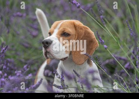 Beagle in un giardino di lavanda Foto Stock