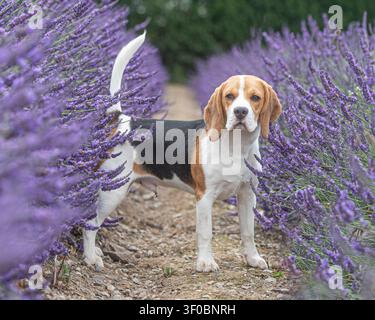 Beagle in un giardino di lavanda Foto Stock