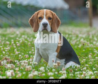 Beagle seduto tra fiori bianchi sull'erba Foto Stock