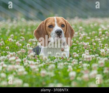 Beagle sdraiato tra fiori bianchi sull'erba Foto Stock