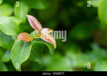 Prima vista di germogli freschi di piante che mostrano una gradazione di colori dal verde scuro al marrone rossastro, su uno sfondo naturale sfocato Foto Stock
