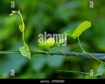 Hedge centinodia o bellbind Calystegia sepium arrampicata steli reed Foto Stock