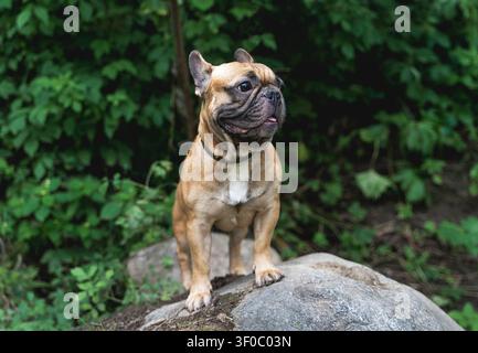Bulldog francese fawn in piedi su una roccia nella foresta con sfondo di fogliame verde. Foto Stock