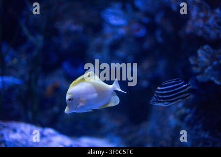 Pesce tang giallo che nuota sott'acqua sullo sfondo di un acquario con barriera corallina. Foto Stock