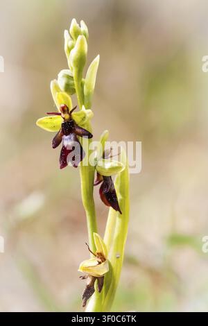 Fiori, piante, fiori, orchidee, orchidea, orchidea mosca (Ophrys insectifera), primo piano Foto Stock