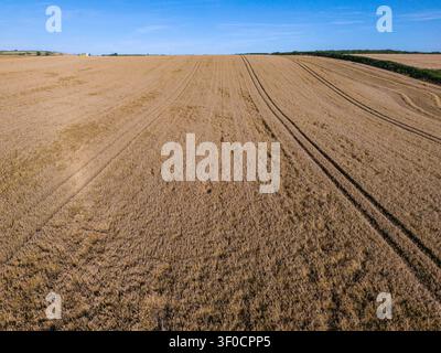 Vista aerea con drone di un campo di grano maturo con tracce visibili di pneumatici di trattore che si estendono attraverso il paesaggio, pronto per il raccolto vicino a Lanreath Foto Stock