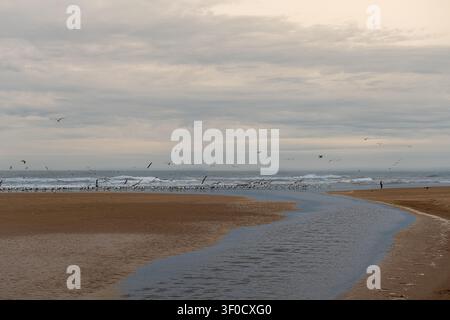 Cielo nuvoloso incombe su un mare agitato. Gli uccelli planano, si tuffano e si riposano su sabbie bagnate. Un ruscello poco profondo si snoda tra dune dorate. Le onde si infrangono con quiete Foto Stock